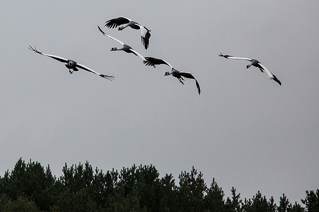 20140926 5421VRAw [D~SFA] Kronenkraniche, Vogelpark, Walsrode