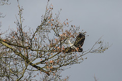 20160303 0122VRAw [D~BI] Graureiher (Ardea cinerea), Tierpark Olderdissen, Bielefeld