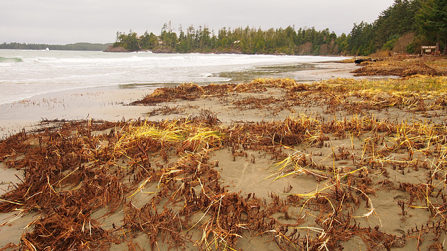 Tofino, BC