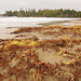 Tofino, BC