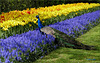 Peacock in the Keukenhof, Lisse, The Netherlands...