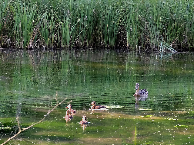 Entenfamilie am Moorsee