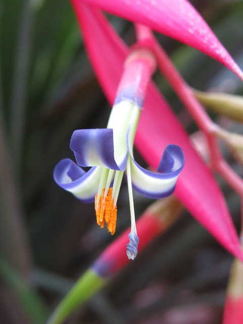 Billbergia nutans