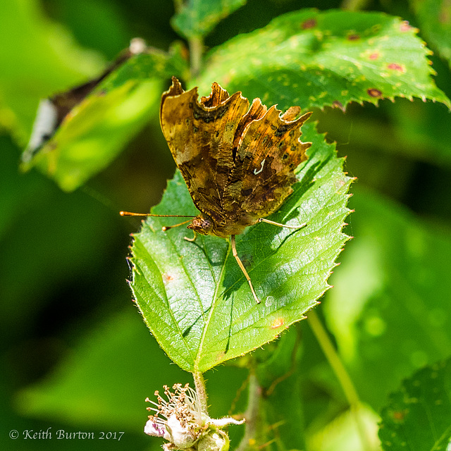 Comma Butterfly