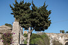 20160328 0663VRAw [I] Archeologischer Park, Syrakus, Sizilien
