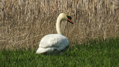 20190406 4509CPw [D~BK] Höckerschwan (Cygnus olar), Schilf (Phragmites australis), Alte Elbe, Rogätz