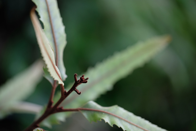 DSCF7502