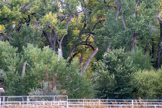 The Bosque1, Albuquerque