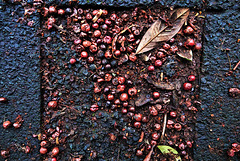 Leaves And Berries