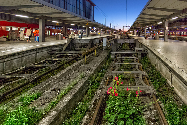 Urbaner Lebenraum + The urban habitat