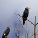 Grands cormorans