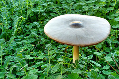 Magic Mushroom. With Cilantro ;-)