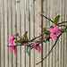 fruit tree and fence