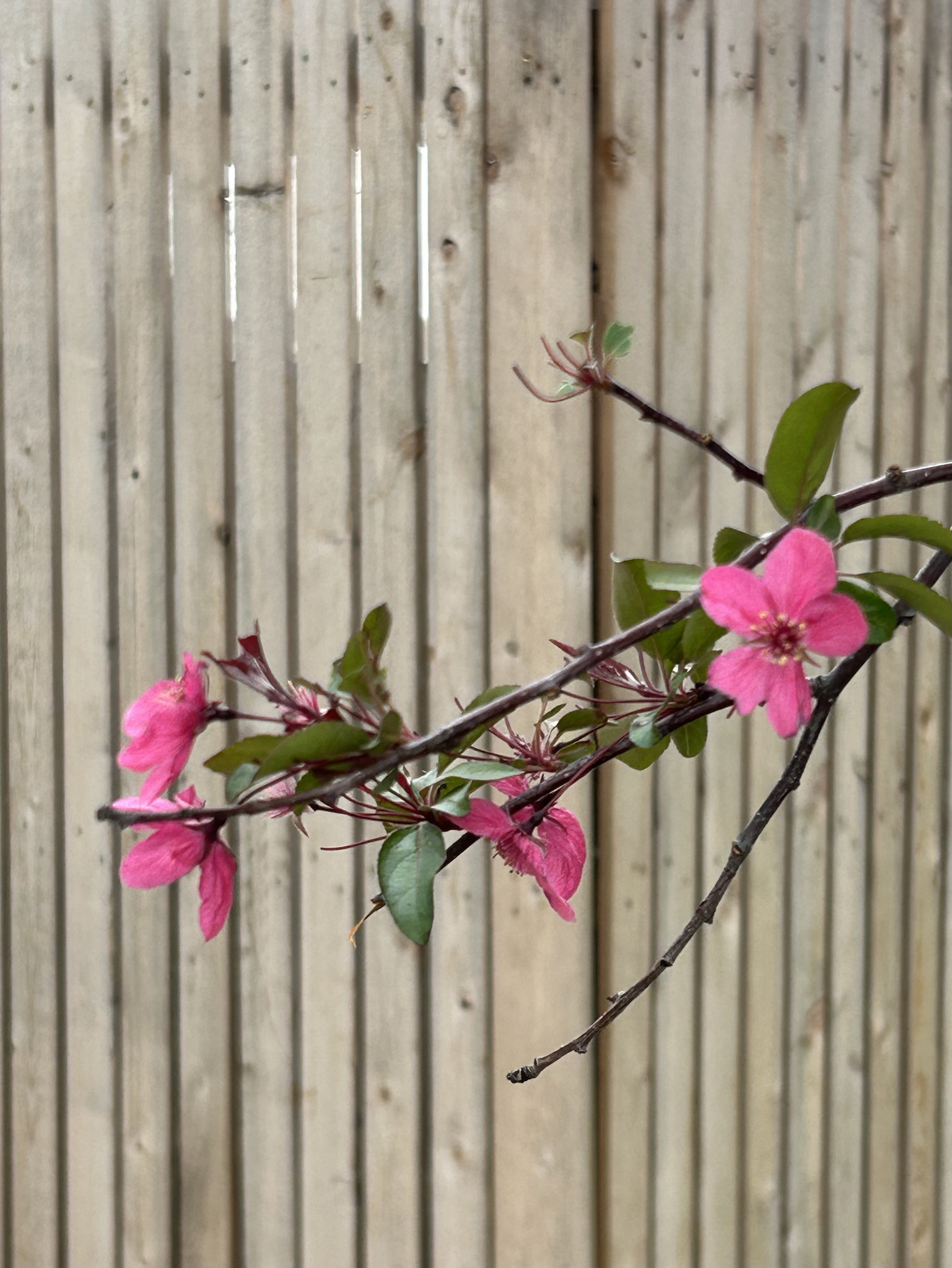 fruit tree and fence