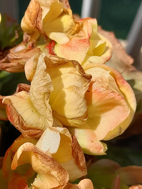 Bégonias************