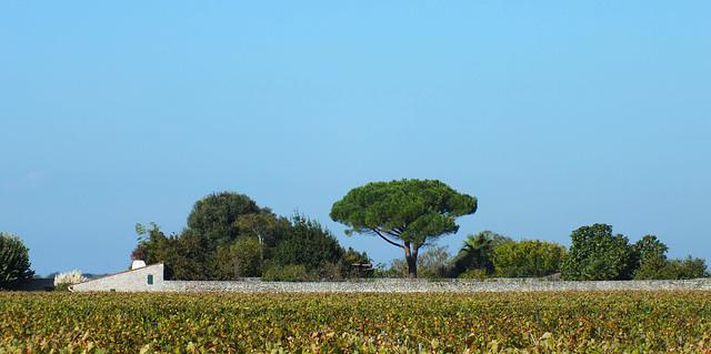 Ile de Ré (France)