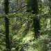 20250503 Forêt Blandas (50)