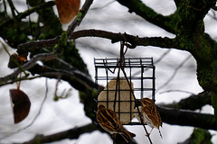 Reed Buntings