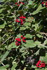 Viburnum lantana, Wolliger Schneeball - 2016-09-02_D4_DSC8969