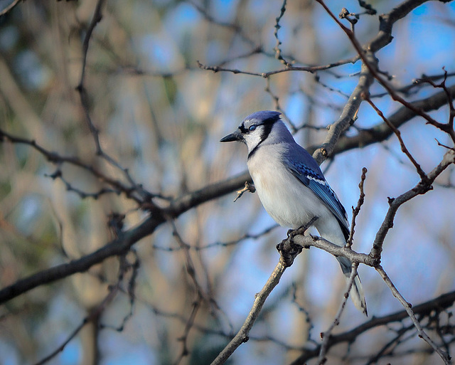 Bluejay