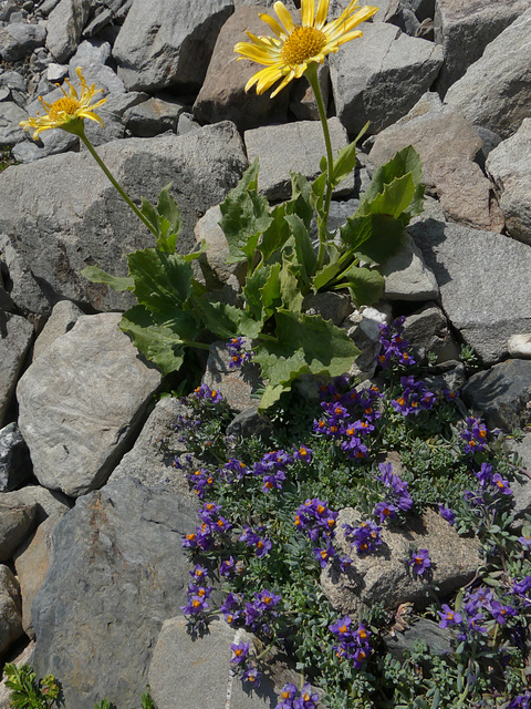 20180827 -0901 Randos Névache (Vallée de la Clarée 05) (320) al