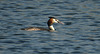 20190406 4510CPw [D~BK] Haubentaucher (Podiceps cristatus), Alte Elbe, Rogätz