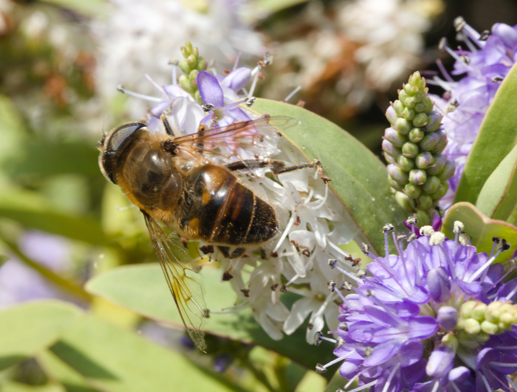 HoverflyIMG 5893