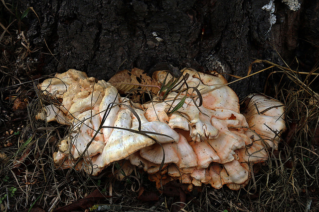 Un tronc d'arbre colonisé par le champignon tutu