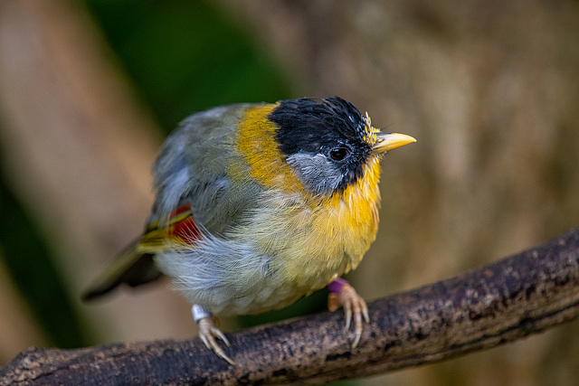 Silver eared mesia