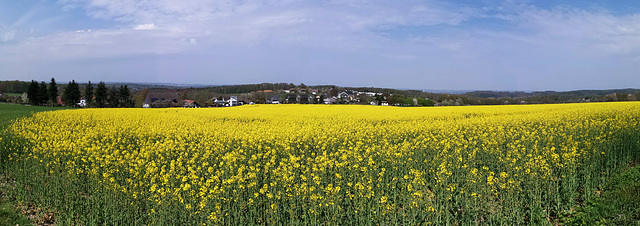 Raps- soweit das Auge reicht...