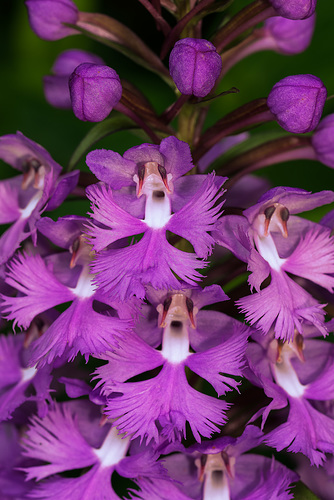 Platanthera grandiflora (Large Purple Fringed orchid)