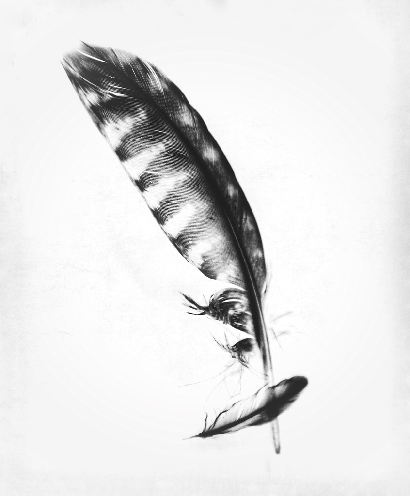 feathers