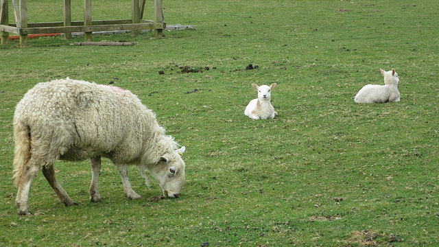 Spring lambs