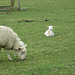 Spring lambs