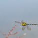 Blue Hawker