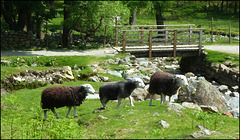 HFF......................Herdwick's