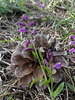 20250503 Forêt Blandas (46)