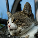 Katzencontent