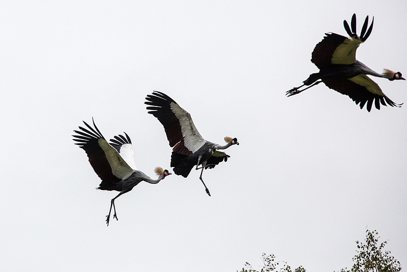 20140926 5423VRAw [D~SFA] Kronenkraniche, Vogelpark, Walsrode