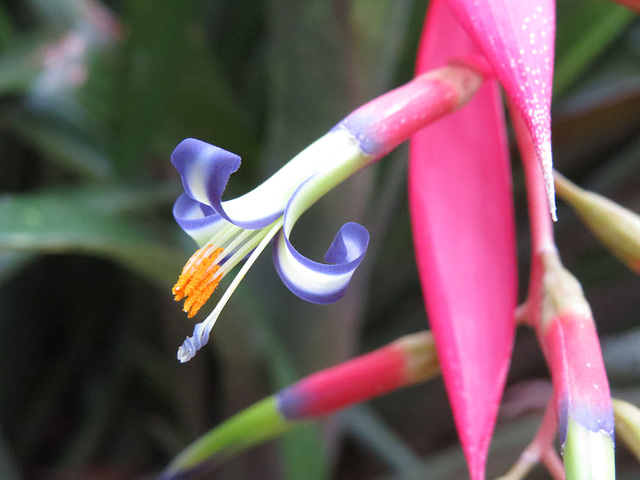 Billbergia nutans