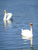 Schwäne im Bachtelsee