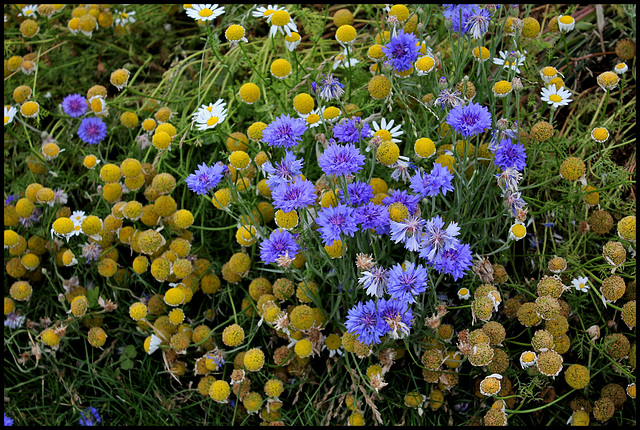 Matricaire et bleuets, variété horticole