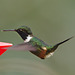 Hummingbird EF7A8821
