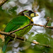 Fire tufted barbet