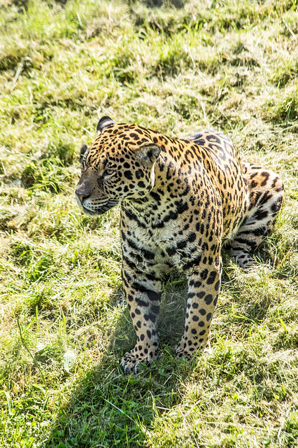 Jaguar posing