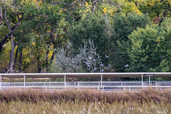 The Bosque2, Albuquerque