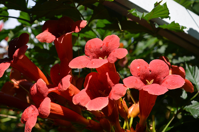 Trumpet vine