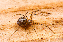 IMG 0831 Spider