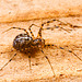 IMG 0831 Spider