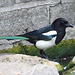 EF7A8888 Magpie